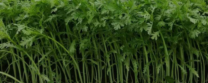 茼蒿哪里产的多 茼蒿的原产地