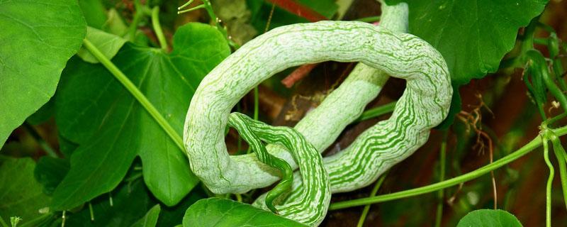 蛇瓜是什么菜（菜瓜蛇是什么样）
