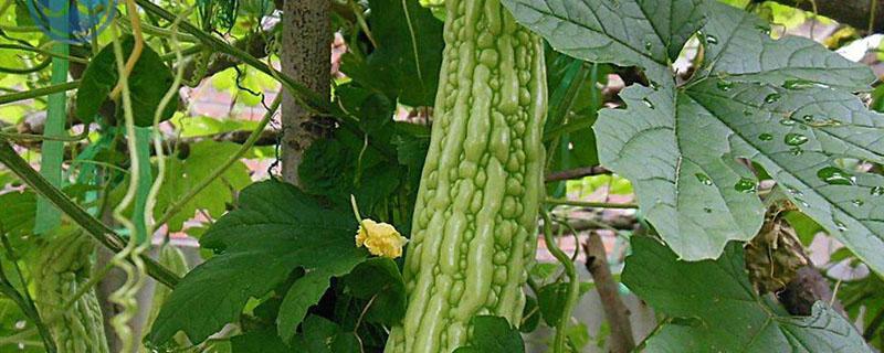 苦瓜从育苗到移栽需要多少天（苦瓜种植多久出苗）