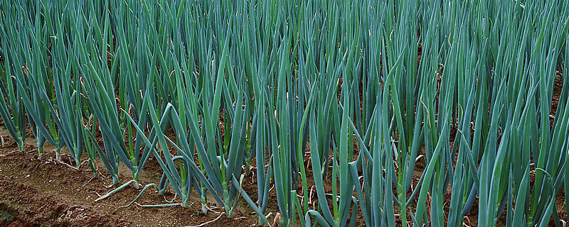 大葱特点 大葱特点怎么写