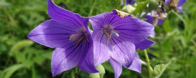 桔梗几年就可以收获 桔梗什么季节收获