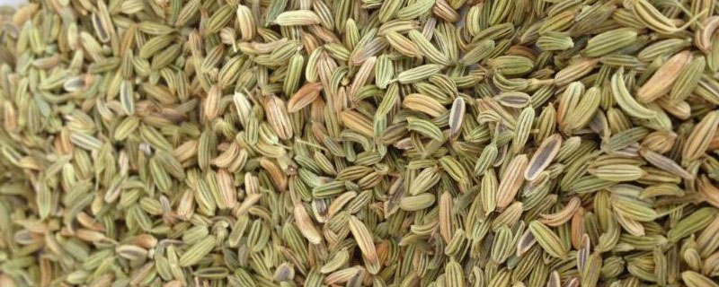 茴香放多了会不会苦（茴香放多了会有苦味吗?）