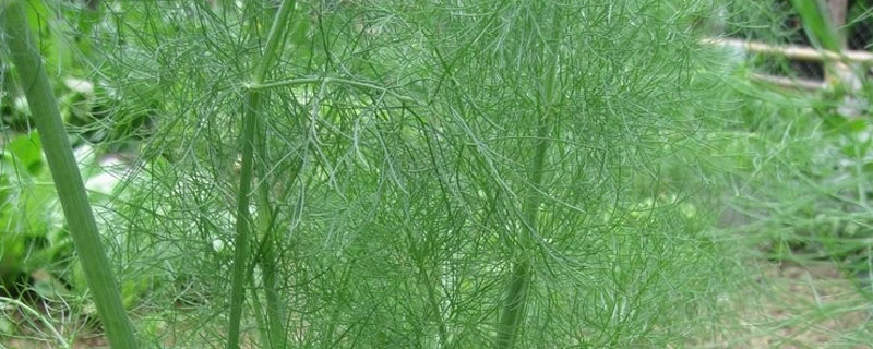 茴香发芽的适宜温度（茴香多少度可以发芽）