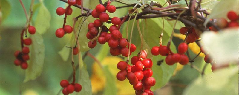 五味子病虫害防治（五味子病虫害防治技术）