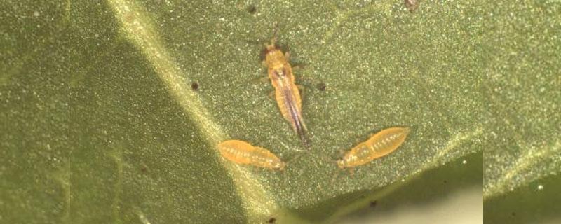 杀蓟马的三个好药 百香果杀蓟马的三个好药