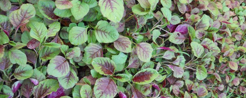 苋菜什么季节吃 苋菜是什么季节吃的