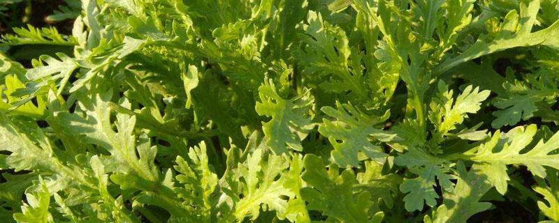 茼蒿干叶子怎么办 茼蒿怎么弄干净