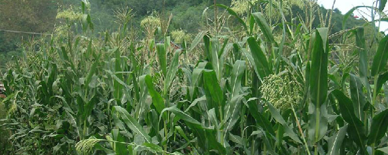 牧草甜高梁种一次能收获几年（甜高粱牧草亩产多少）