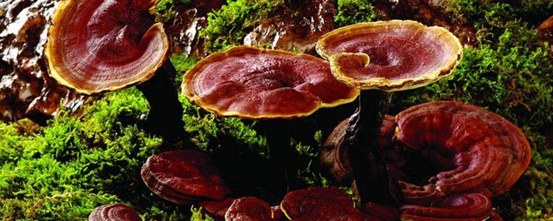 灵芝和灵芝孢子粉有什么区别（灵芝和灵芝孢子粉有什么区别?）