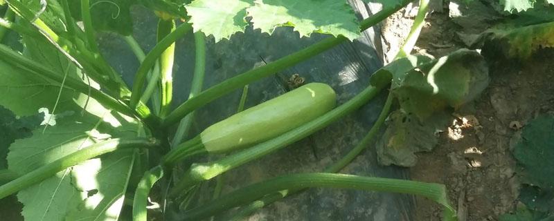 西葫芦底肥用什么肥料 种植西葫芦底肥怎样施