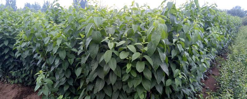 杜仲在什么地方可以种（杜仲在北方能种吗）