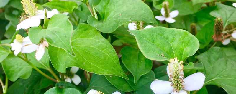 鱼腥草北方可以种植吗（鱼腥草能无土栽培吗）