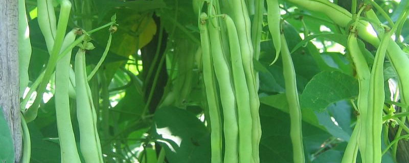 豆角落叶是什么原因（豆角落花是什么原因）