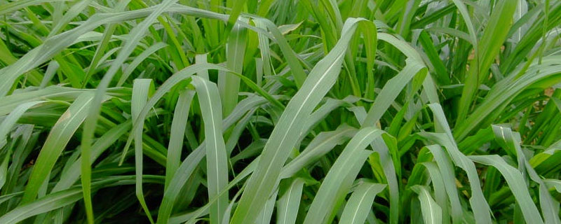 牧草揉丝的作用(牧草揉丝机加工视频)