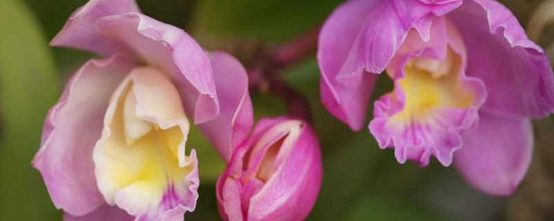 石斛兰叶子发黄是什么原因(水培石斛兰叶子发黄是什么原因)