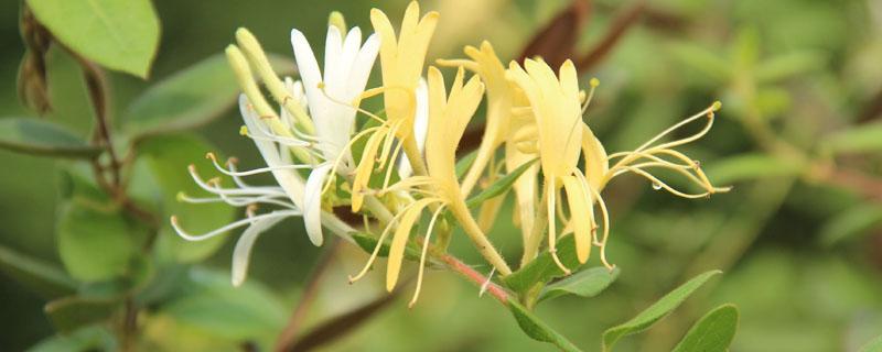 金银花和金莲花的区别（金莲花与金银花药效的区别是什么）