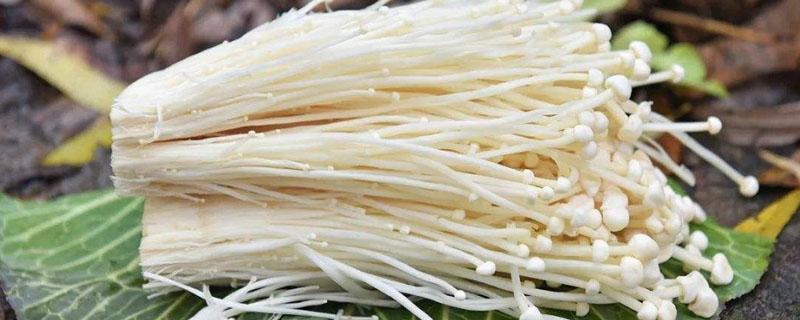 金针菇特点 金针菇特点和精神