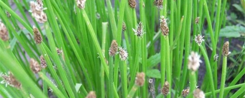 荸荠开什么花 荸荠开花是什么样子的