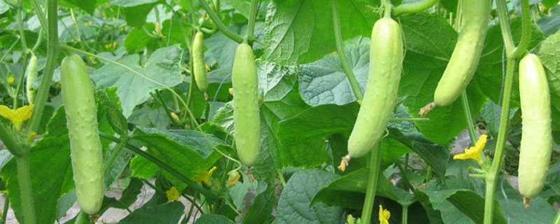 黄瓜催芽温度 黄瓜催芽温度多少合适