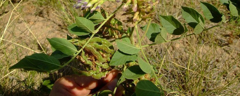 甘草采收季节（甘草采摘季节）