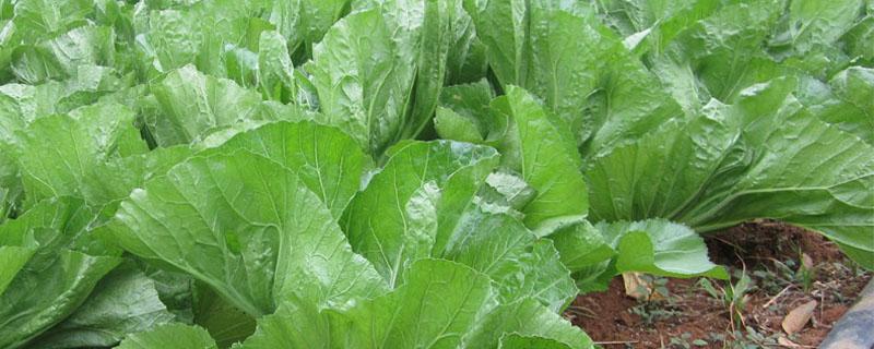 芥菜冬天可以种植吗 芥菜春天可以种吗