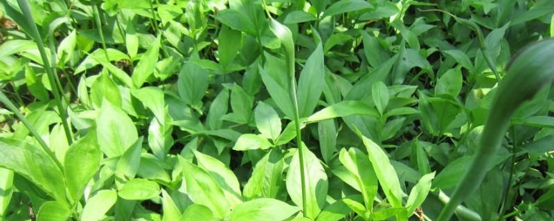 半夏每亩需要多少种子(半夏亩用种量是多少)