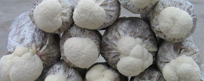 猴头菇亩产量(猴头菇种植利润分析)