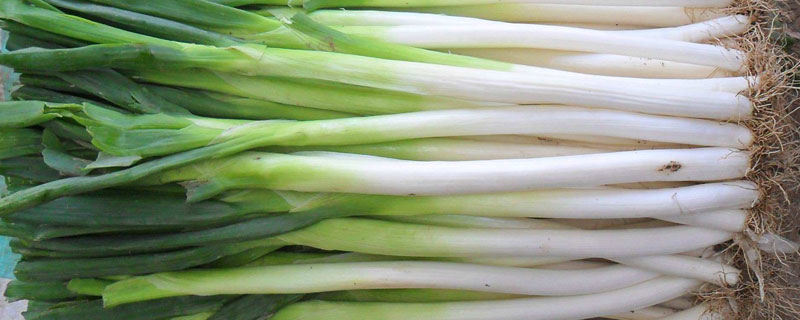 大葱小葱区别 小葱大葱的区别