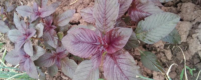 紫苏为什么是紫色的 紫苏是什么样的