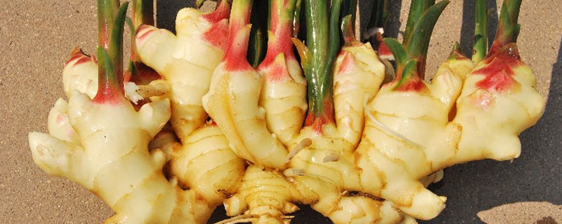 生姜在什么地方和什么时候种植合适(生姜在什么地方和什么时候种植最合适)