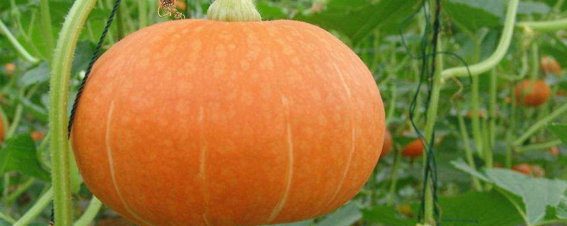 南瓜从播种到成熟要多少时间 南瓜播种的时间