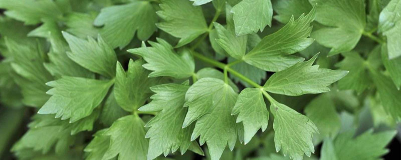 川芎苗后用什么除草（川芎苗期用什么除草剂）