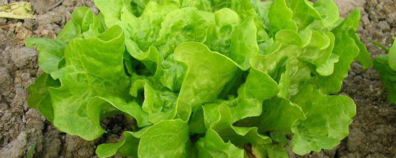 生菜耐多少度低温 生菜耐低温吗