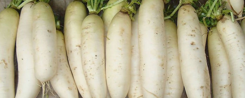 萝卜苦是什么原因 萝卜苦是怎么回事