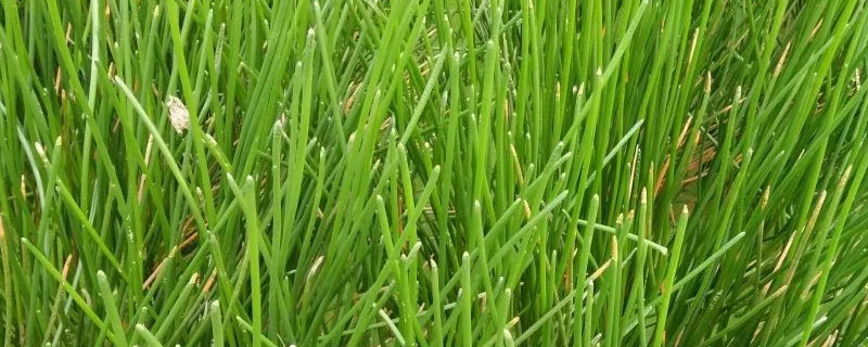 荸荠苗什么样子（荸荠苗图片大全）