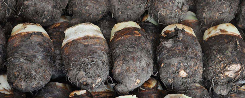 芋头有几种(芋头有几种叫法)