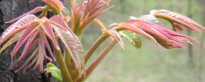 香椿秋季截枝可以吗 香椿枝什么季节剪