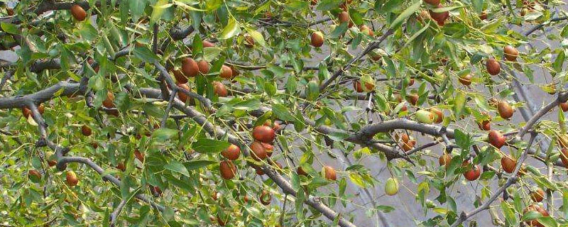 枣树特点 枣树特点怎么写