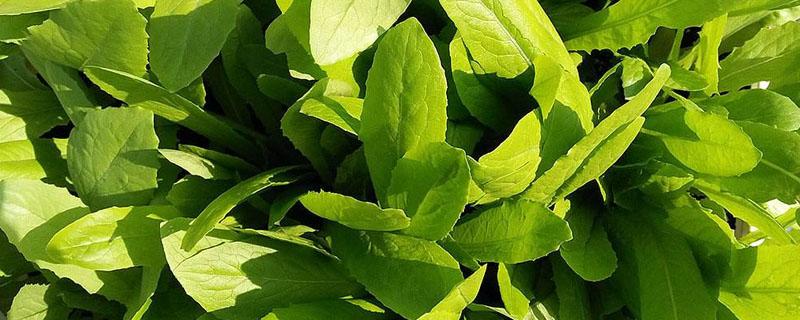 油麦菜容易长虫吗（油麦菜为什么不生虫子）