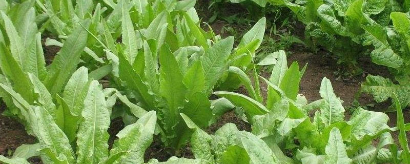 油麦菜为什么叫油麦菜（油麦菜是什么样的）