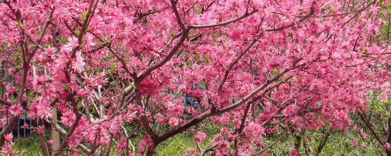 桃树花芽分化时间（桃树形成花芽和花芽分化是啥时间）