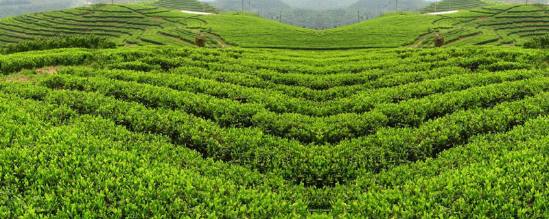 黑茶产地 黑茶产地是哪里最好