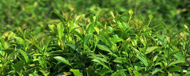 茶树每亩栽多少株 茶叶种植每亩多少株