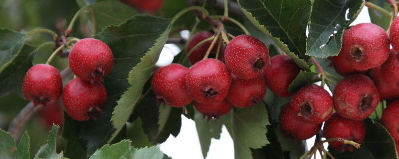 山楂种植季节