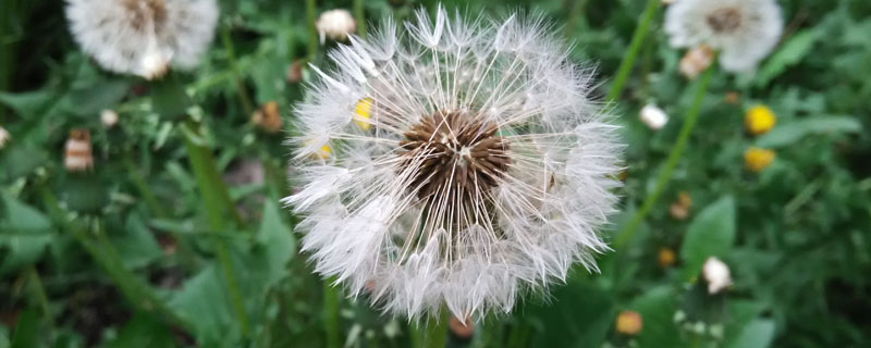 蒲公英是花吗 蒲公英是花吗最佳答案