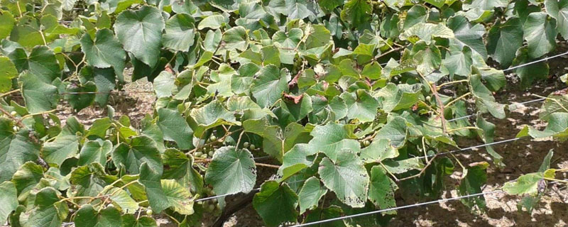 芸苔素危害 芸苔素过量有何害处