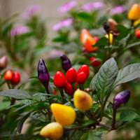 茶花凤仙 茶花凤仙花的种植方法