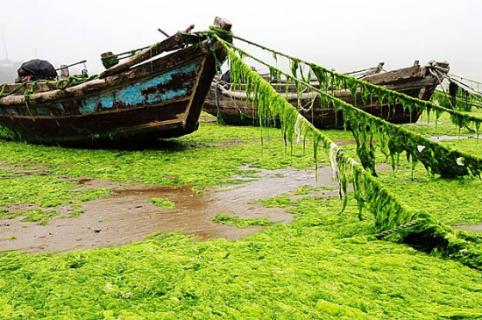 浒苔的形成原因及危害