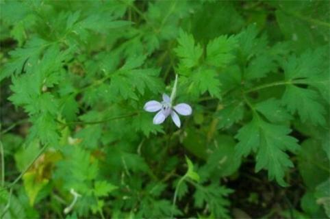 还亮草什么时候开花，花期大概在3～5月