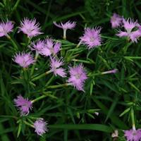 红花蕉（红花蕉的药用价值）